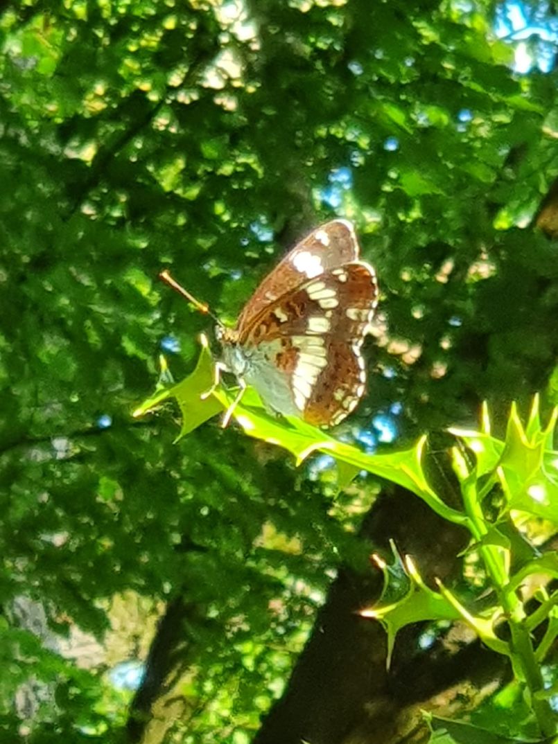 White Admiral Bricket Wood Common 22 Jun